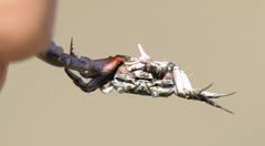 Leptuca terpsichores