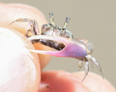 Leptuca terpsichores