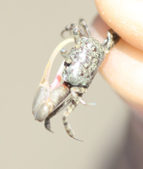 Leptuca terpsichores