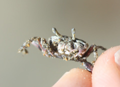 Leptuca terpsichores