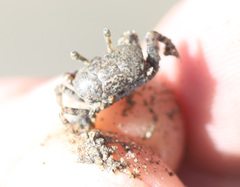 Leptuca terpsichores