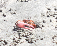 Leptuca stenodactylus