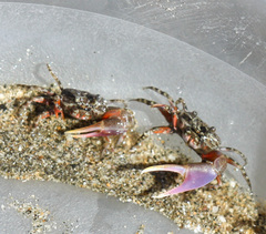 Leptuca terpsichores