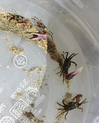 Leptuca terpsichores