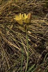 Zephyranthes gilliesiana