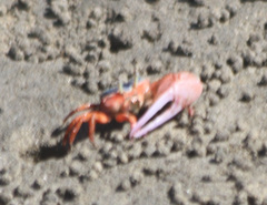 Leptuca stenodactylus