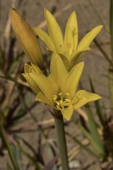 Zephyranthes gilliesiana