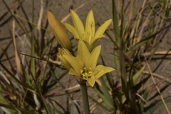 Zephyranthes gilliesiana