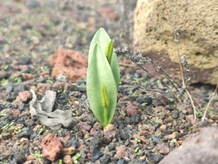 Ophioglossum polyphyllum