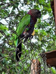 Deroptyus accipitrinus