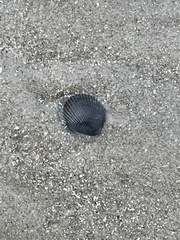 Argopecten irradians concentricus