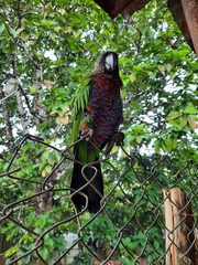 Deroptyus accipitrinus