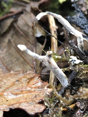 Xylaria hypoxylon