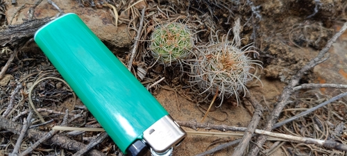 Parodia tuberculata
