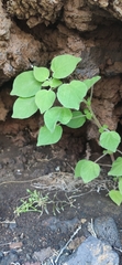 Parietaria debilis