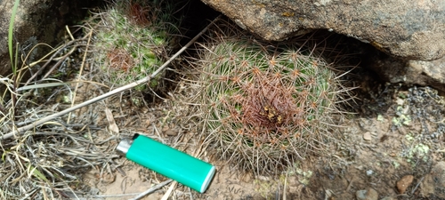 Parodia tuberculata