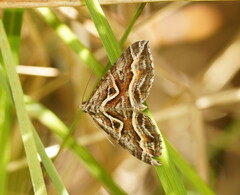 Melitulias graphicata