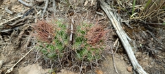 Parodia tuberculata