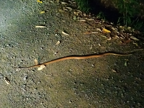 Brown Tree Snake sighting