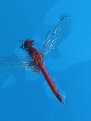 Erythrodiplax corallina