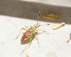 Pseudopantilius australis