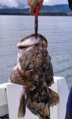 Myoxocephalus polyacanthocephalus
