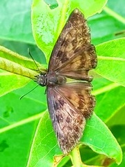 Anastrus sempiternus
