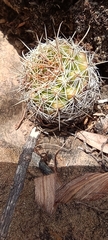 Parodia tuberculata