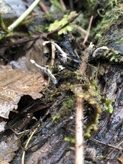 Xylaria hypoxylon