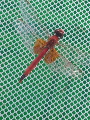 Erythrodiplax corallina