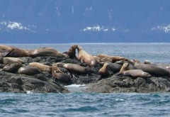 Hippoglossus stenolepis