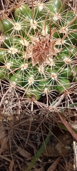 Parodia tuberculata