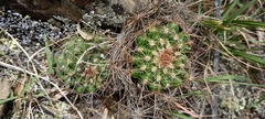 Parodia tuberculata