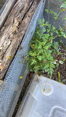 Bidens bipinnata