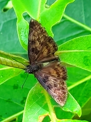 Anastrus sempiternus