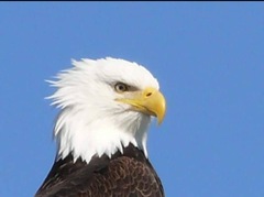 Haliaeetus leucocephalus washingtoniensis