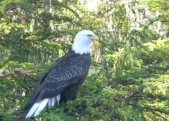 Haliaeetus leucocephalus washingtoniensis