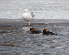 Lophodytes cucullatus
