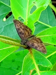 Anastrus sempiternus