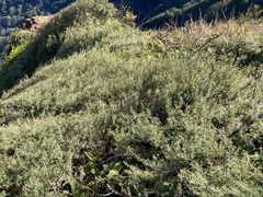 Leptospermum scoparium