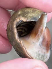 Clibanarius vittatus