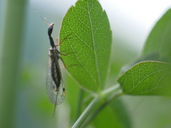 Dichrostigma flavipes