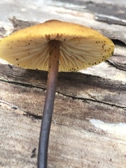 Heimiomyces