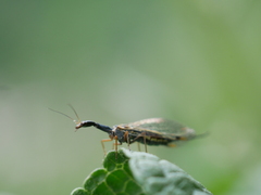 Dichrostigma flavipes