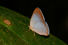 Euselasia lysimachus
