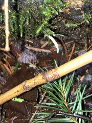Xylaria hypoxylon