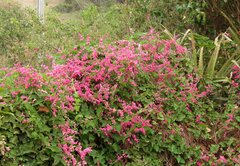 Antigonon