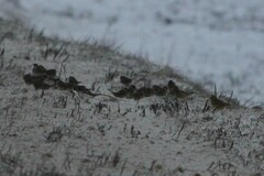 Passer montanus montanus