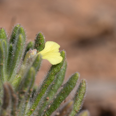 Ajuga iva