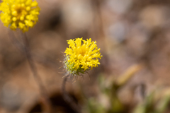 Asteridea athrixioides